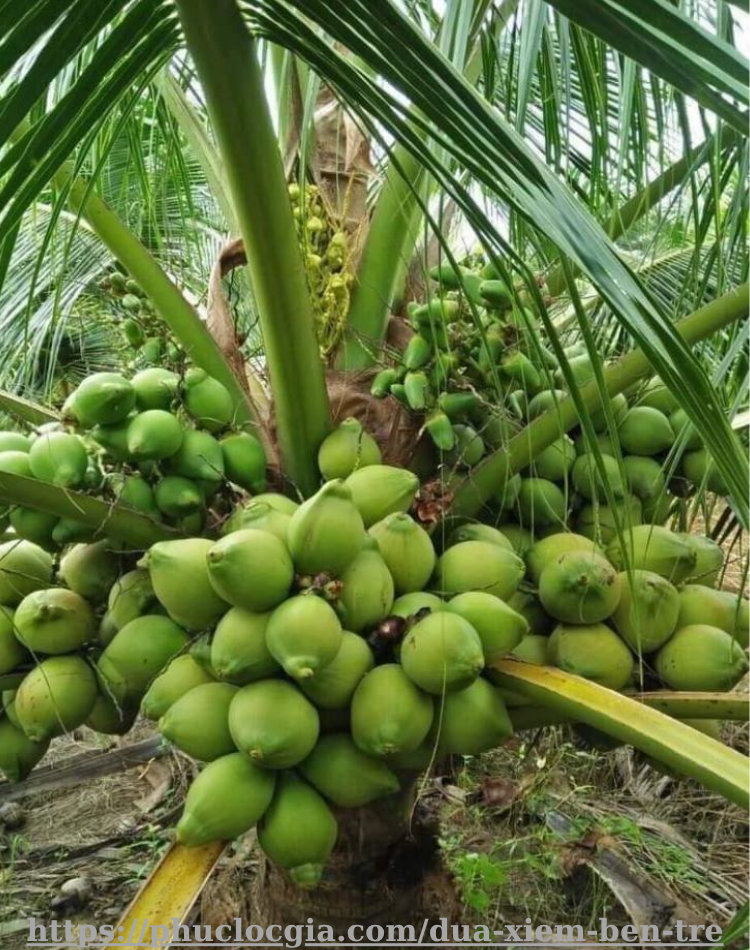 Dừa Xiêm Bến Tre