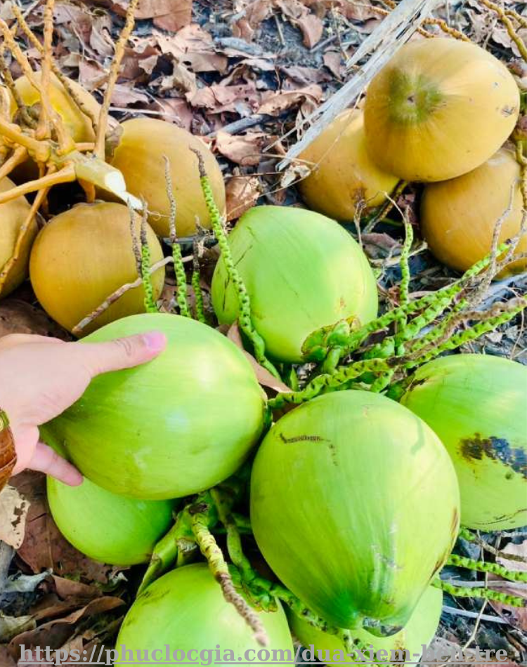 Dừa Xiêm Bến Tre