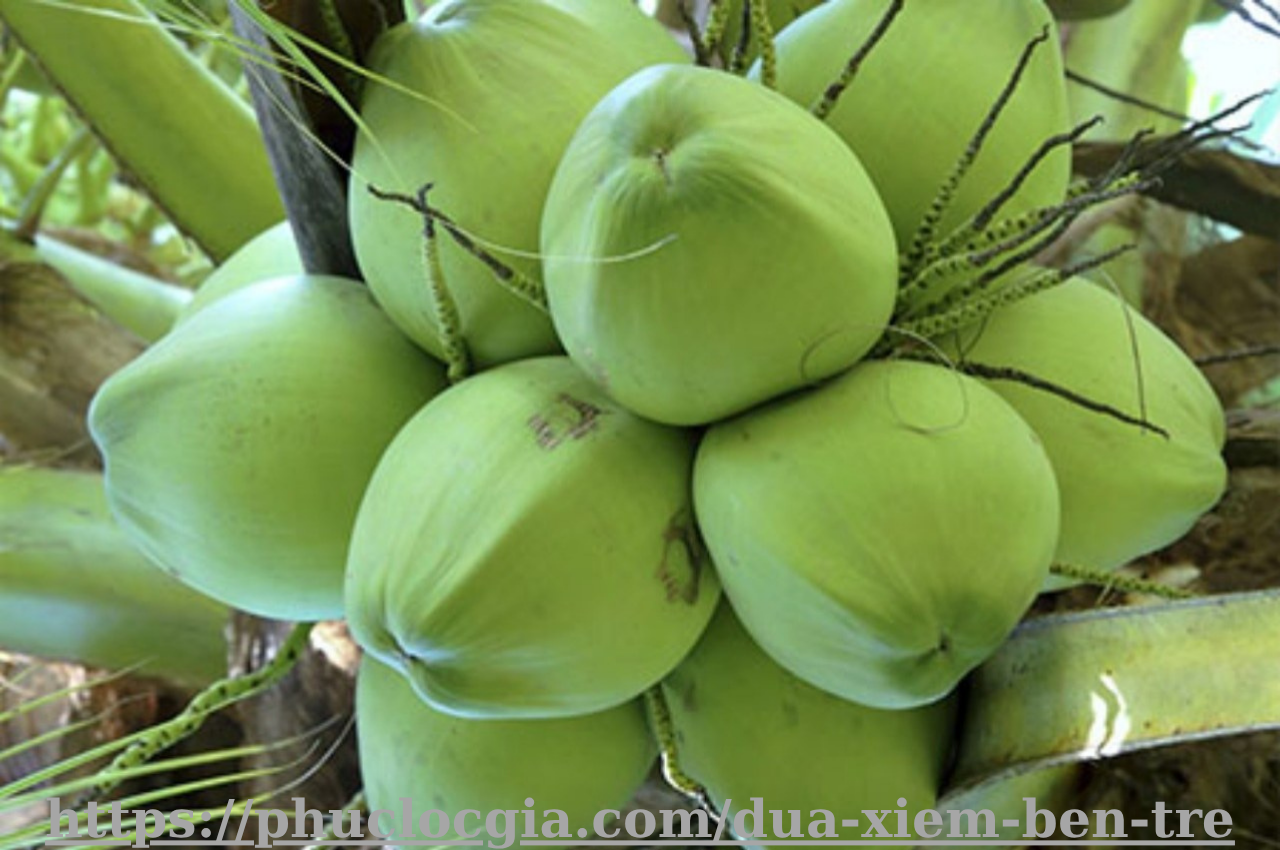 Dừa Xiêm Bến Tre Dừa Xiêm Xanh Bến Tre