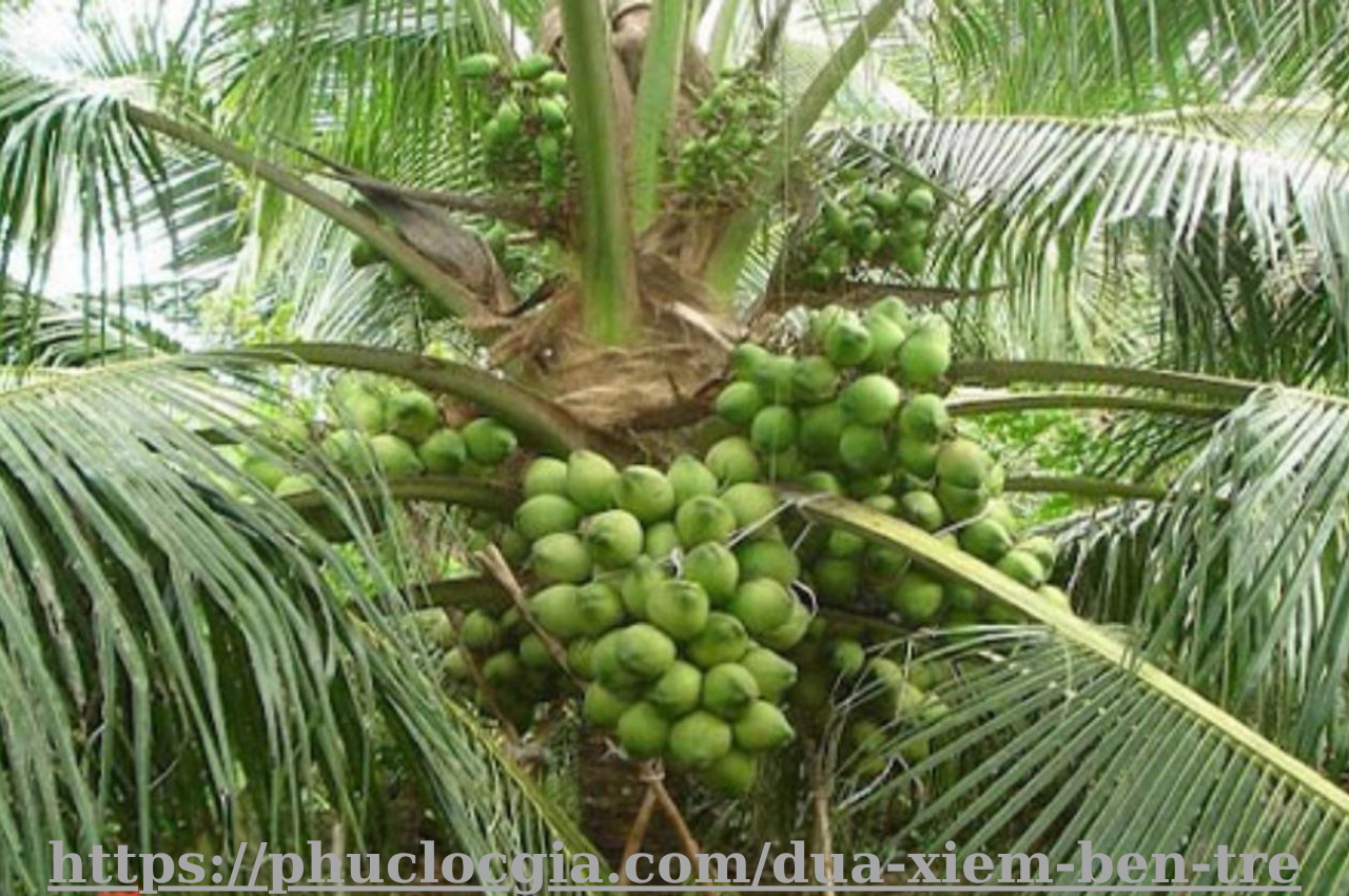 Dừa Xiêm Bến Tre Dừa Xiêm Lục Bến Tre